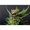GYPSY KUSH · Kannabia Seed Company · semi di canapa · Fem
