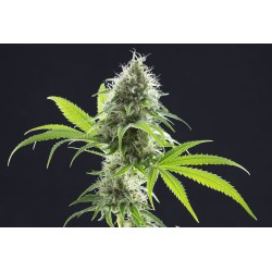 KAMA KUSH CBD · Kannabia Seed Company · kenevir tohum · Disi · Fem