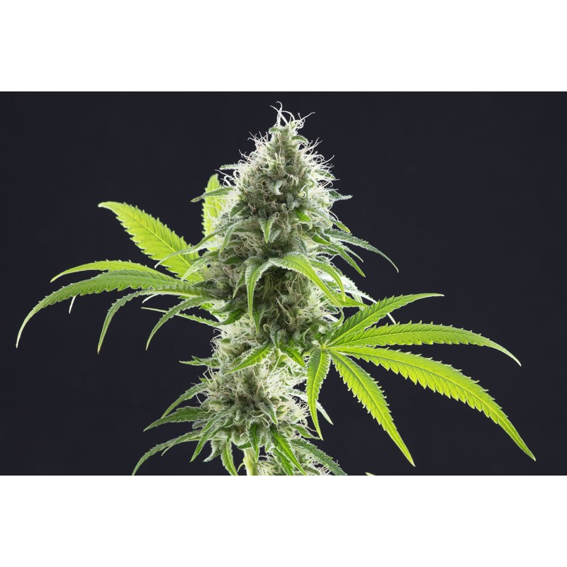 KAMA KUSH CBD · Kannabia Seed Company · sementes de maconha · Fem