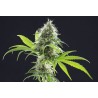 KAMA KUSH CBD · Kannabia Seed Company · cannabis seeds · Fem