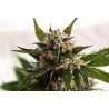 KICKASS AUTO · Kannabia Seed Company · cannabis seeds · AutoFem
