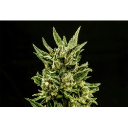 KRITIC AUTO · Kannabia Seed Company · cannabis seeds · AutoFem