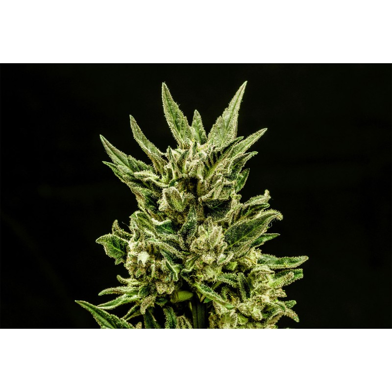 KRITIC AUTO · Kannabia Seed Company · cannabis samen · AutoFem