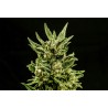 KRITIC AUTO · Kannabia Seed Company · cannabis samen · AutoFem
