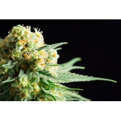 KRITIKAL-K · Kannabia Seed Company · kenevir tohum · Disi · Fem