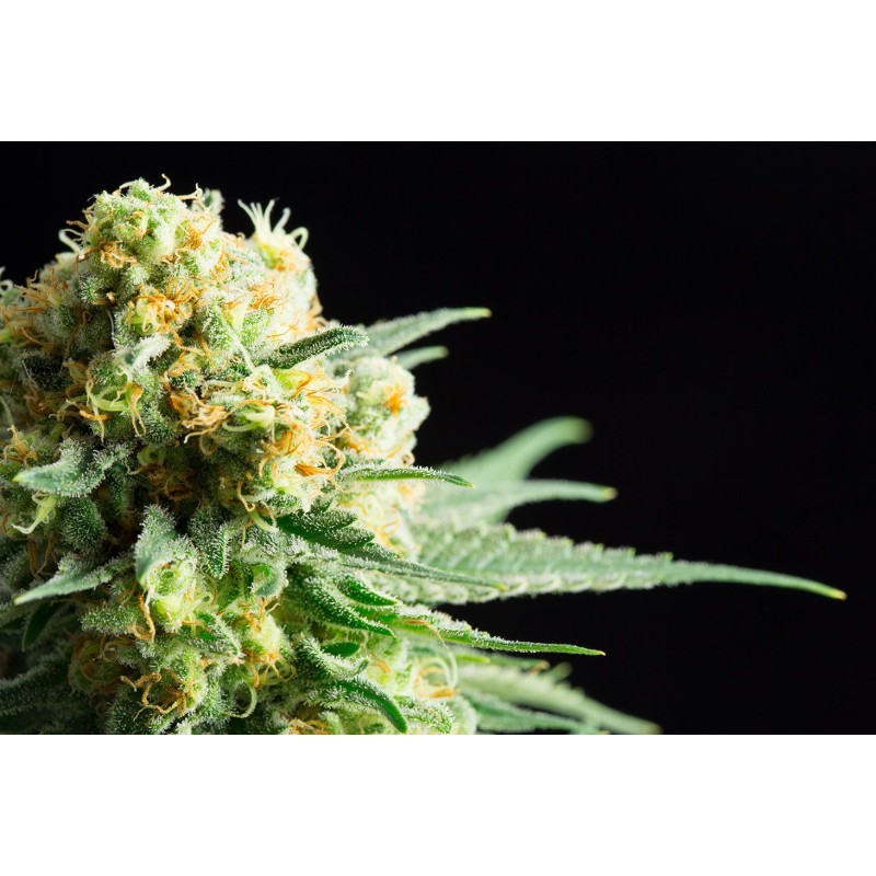 KRITIKAL-K · Kannabia Seed Company · kenevir tohum · Disi · Fem