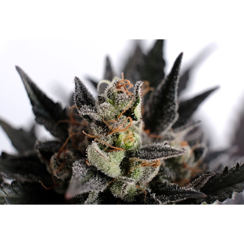 LEMON HAZE AUTO · Kannabia Seed Company · cannabis seeds · AutoFem