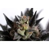 LEMON HAZE AUTO · Kannabia Seed Company · cannabis seeds · AutoFem