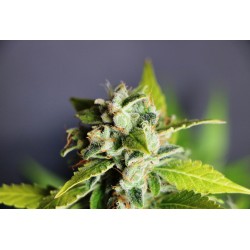 MIKROMACHINE AUTO · cannabis seeds · AutoFem