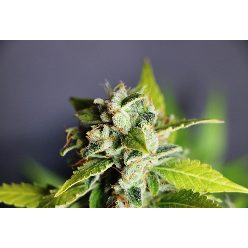 MIKROMACHINE AUTO · kaufen cannabis samen · AutoFem
