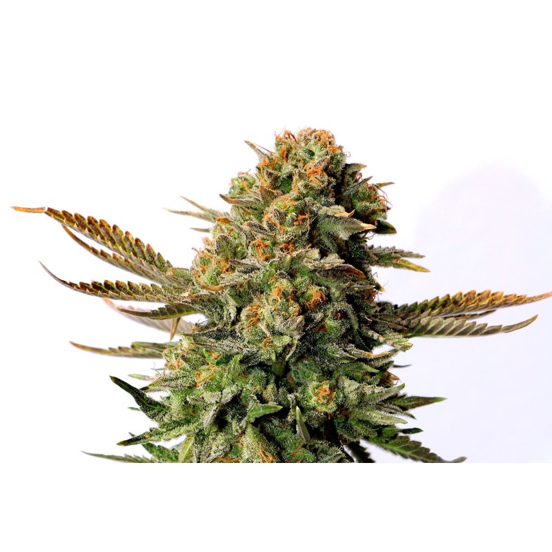 RUSSIAN DOLL · Kannabia Seed Company · kaufen cannabis samen · Fem