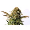 RUSSIAN DOLL · Kannabia Seed Company · sementes de maconha · Fem