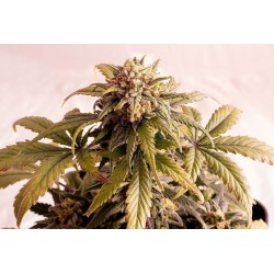 SPEEDY BOOM AUTO · Kannabia Seed Company · cannabis seeds · AutoFem