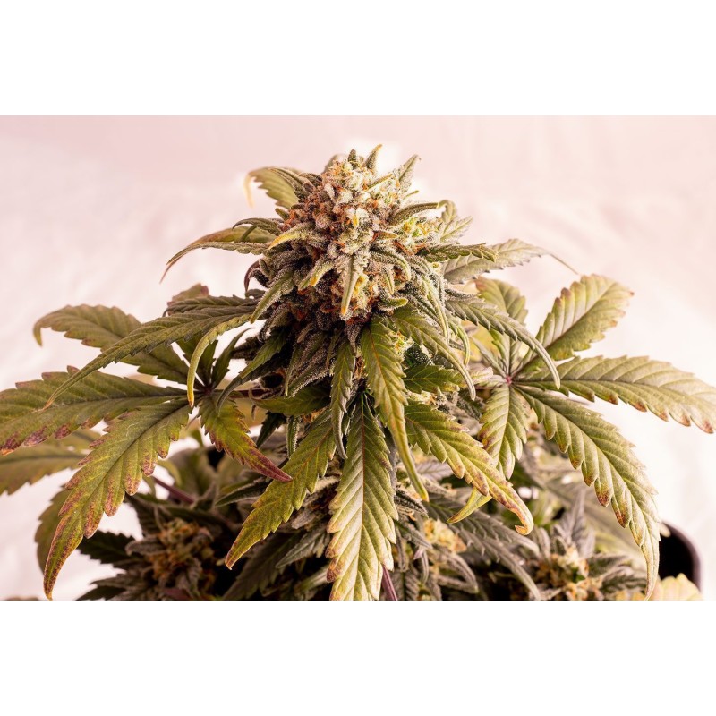 SPEEDY BOOM AUTO · Kannabia Seed Company · kaufen cannabis samen · AutoFem