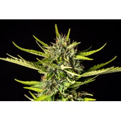 STRAWBERRY HAZE AUTO · Kannabia Seed Company · cannabis seeds · AutoFem
