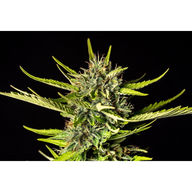 STRAWBERRY HAZE AUTO · Kannabia Seed Company · cannabis seeds · AutoFem