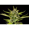 STRAWBERRY HAZE AUTO · Kannabia Seed Company · kaufen cannabis samen · AutoFem