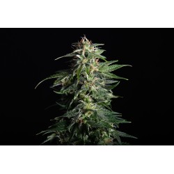 SWISS DREAM AUTO CBD · Kannabia Seed Company · cannabis seeds · AutoFem