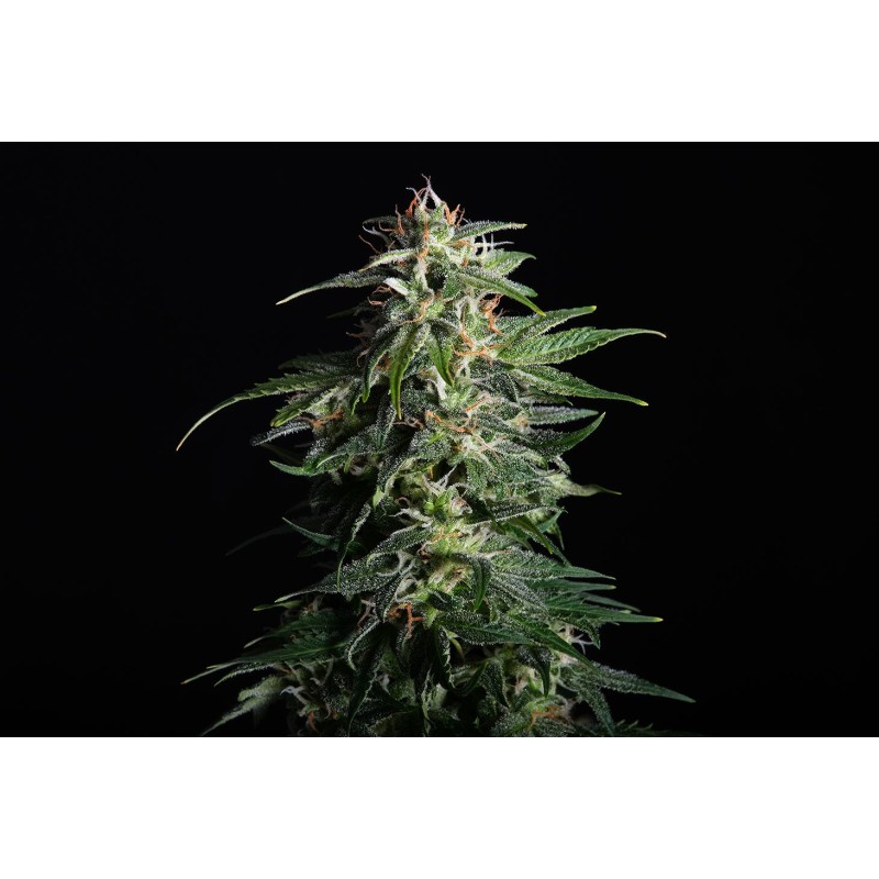 SWISS DREAM AUTO CBD · Kannabia Seed Company · sementes de maconha · AutoFem