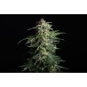 SWISS DREAM AUTO CBD · Kannabia Seed Company · cannabis seeds · AutoFem