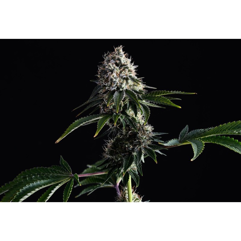 SWISS DREAM CBD · Kannabia Seed Company · sementes de maconha· Fem