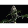 SWISS DREAM CBD · Kannabia Seed Company · sementes de maconha· Fem
