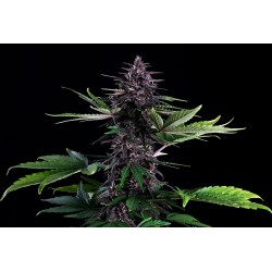 SWISS DREAM ROSE AUTO CBD · Kannabia Seed Company · cannabis seeds · Fem