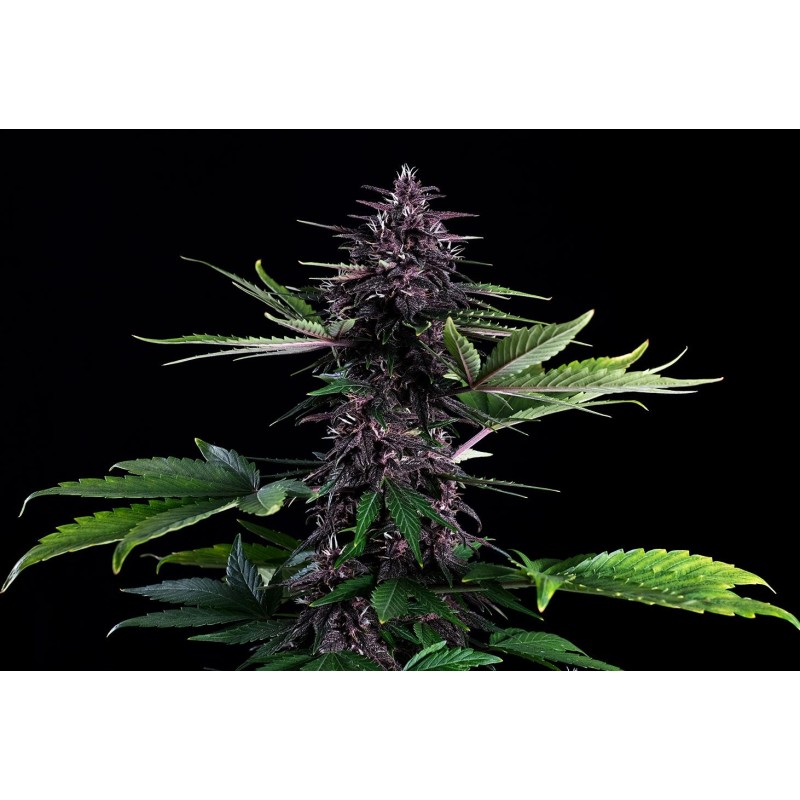 SWISS DREAM ROSE AUTO CBD · Kannabia Seed Company · kaufen cannabis samen · Fem