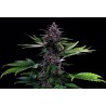 SWISS DREAM ROSE AUTO CBD · Kannabia Seed Company · cannabis seeds · Fem