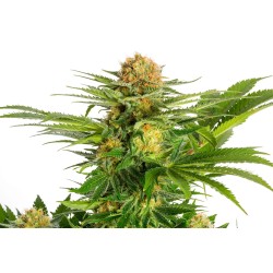 WHITE DOMINA · Kannabia Seed Company · cannabis seeds · Fem