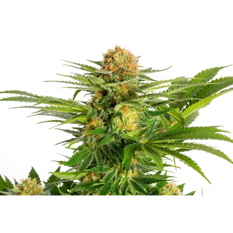 WHITE DOMINA · Kannabia Seed Company · kenevir tohum · Disi · Fem