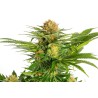 WHITE DOMINA · Kannabia Seed Company · semi di canapa · Fem