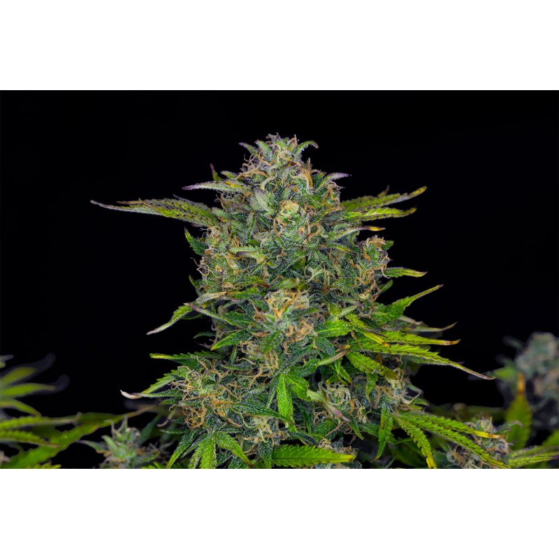 ZKITTLEZ AUTO · Kannabia Seed Company · kaufen cannabis samen · AutoFem