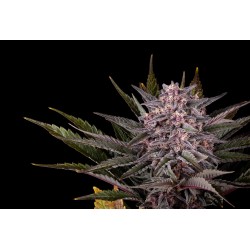 PINK GELATO · Kannabia Seed Company · semi di canapa · Fem