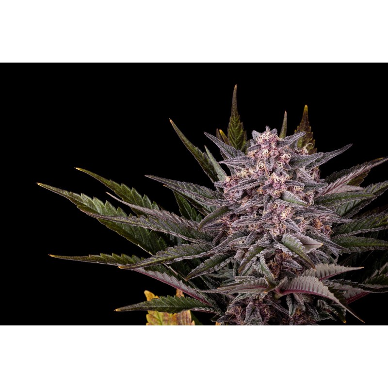 PINK GELATO · Kannabia Seed Company · semi di canapa · Fem