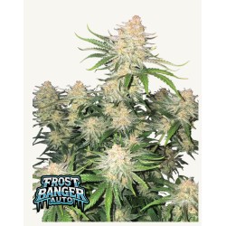 Frostbanger Auto · FastBuds Seeds · semi di canapa · AutoFem