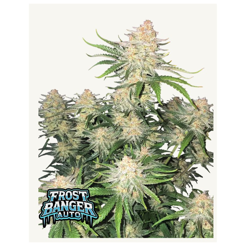 Frostbanger Auto · FastBuds Seeds · semi di canapa · AutoFem