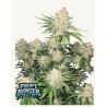 Frostbanger Auto · FastBuds Seeds · semi di canapa · AutoFem