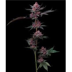 CHERRY POPPERS · Barneys Farm · semi di canapa · Fem