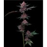 CHERRY POPPERS · Barneys Farm · sementes de maconha · Fem