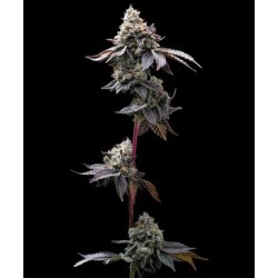 Ayahuasca Purple | Barneys Farm | Kaufen Cannabis Samen