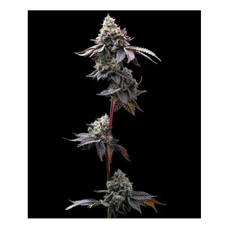 GMO COOKIES · Barneys Farm · semi di canapa · Fem