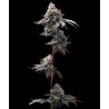 Ayahuasca Purple | Barneys Farm | Kaufen Cannabis Samen
