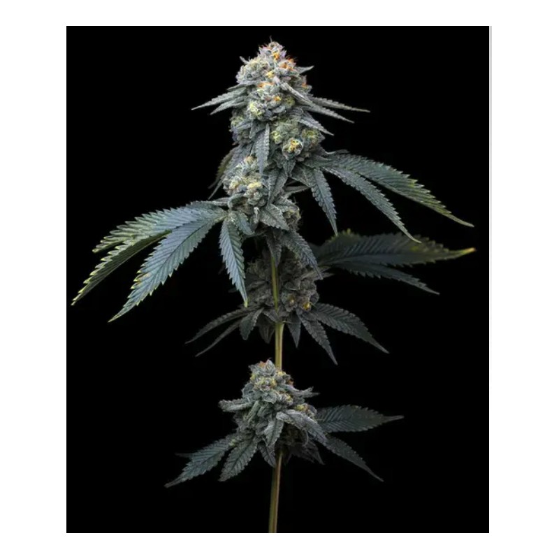 JEALOUSY · Barneys Farm · Kaufen Cannabis Samen · Fem