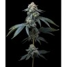 JEALOUSY · Barneys Farm · cannabis seeds · Fem