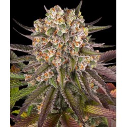 LIMONCELLO · Barneys Farm · sementes de maconha · Fem