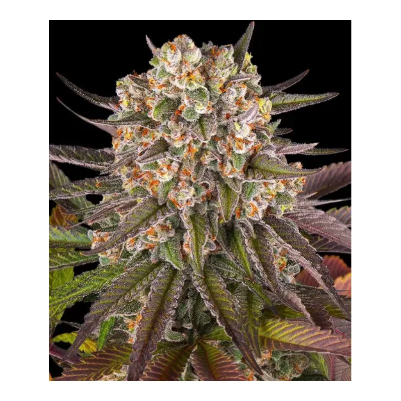LIMONCELLO · Barneys Farm · sementes de maconha · Fem