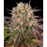 LIMONCELLO · Barneys Farm · cannabis seeds · Fem