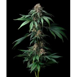 MENDO BREATH · Barneys Farm · sementes de maconha · Fem