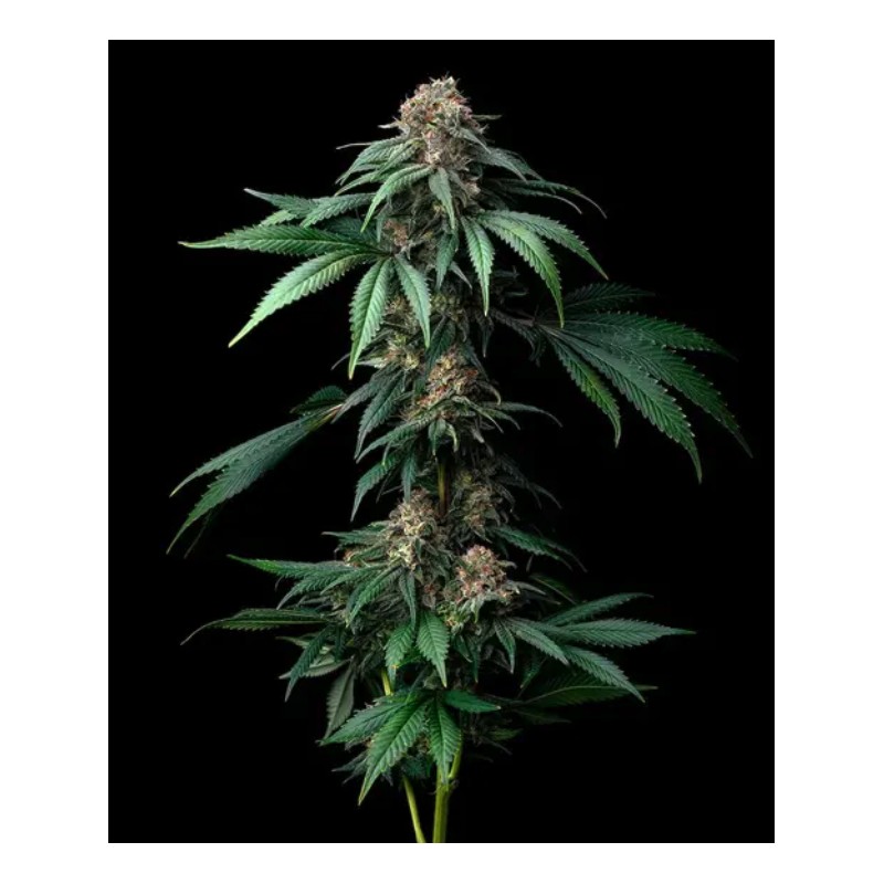 MENDO BREATH · Barneys Farm · Kaufen Cannabis Samen · Fem
